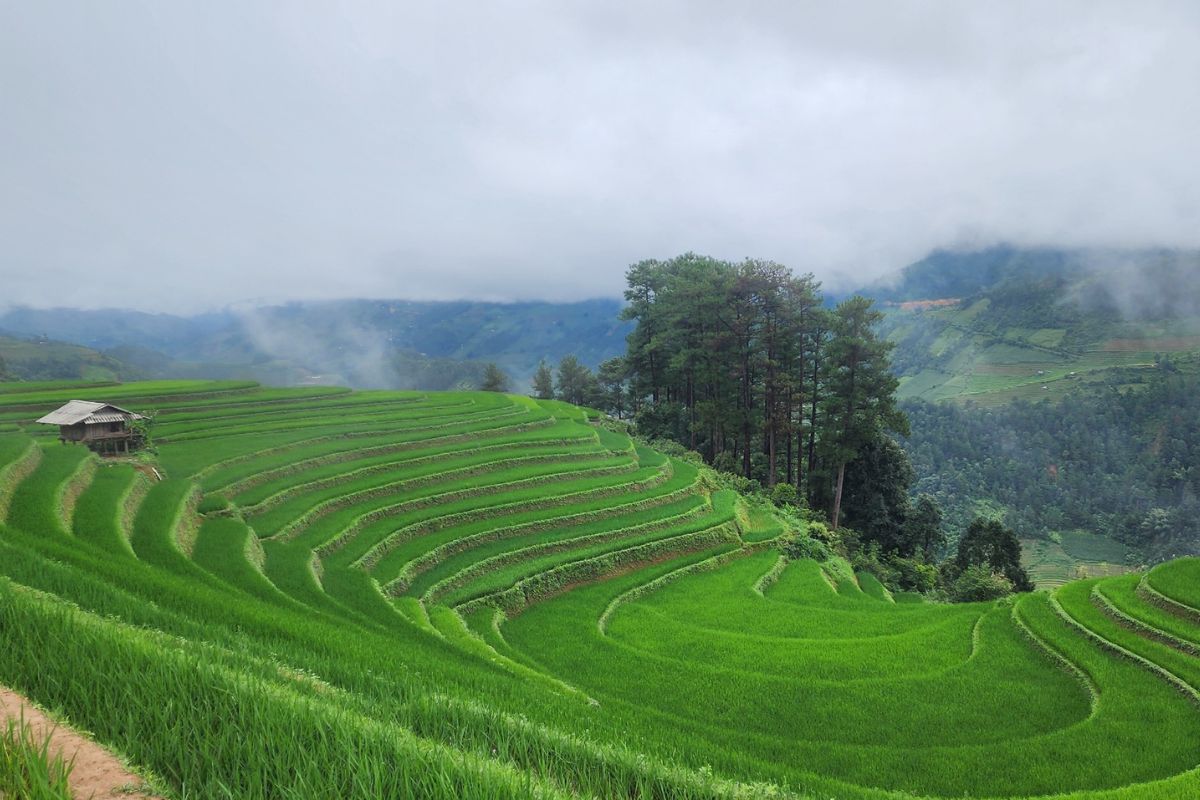 Mu Cang Chai in Planting Season